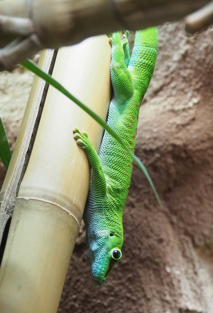 Greater Madagascar day gecko (Phelsuma grandis), 2023-07-22