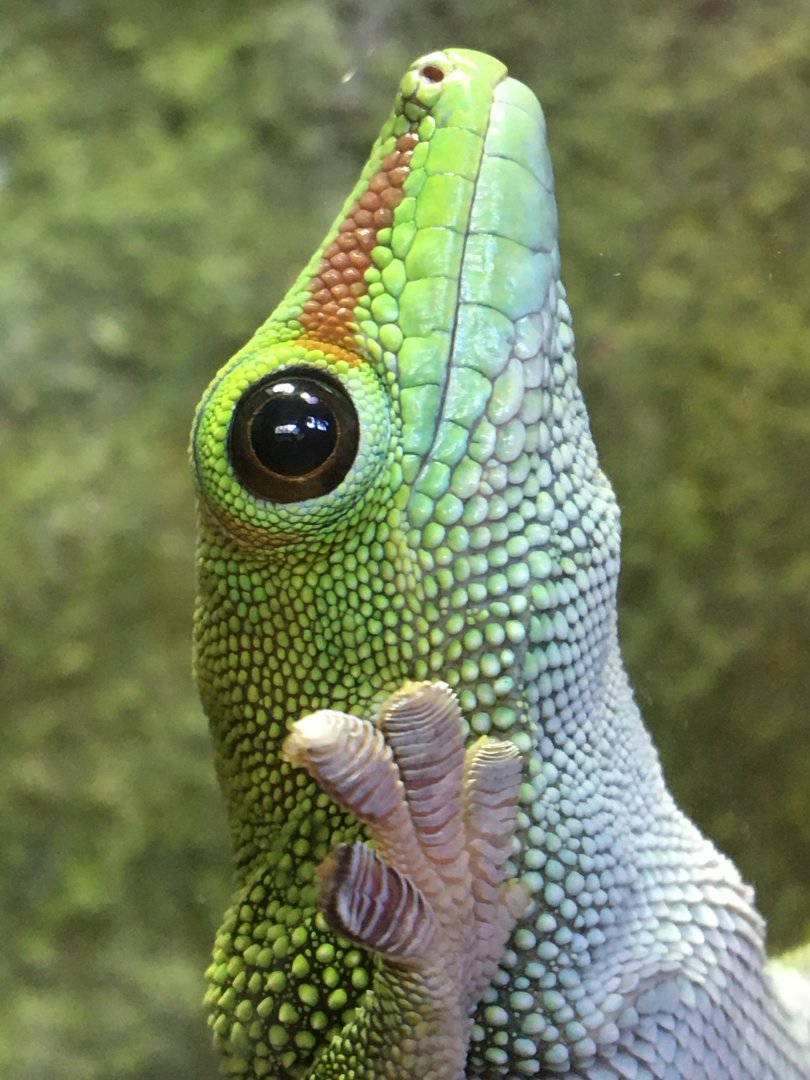 Greater Madagascar day gecko (Phelsuma grandis) in the Reptile house