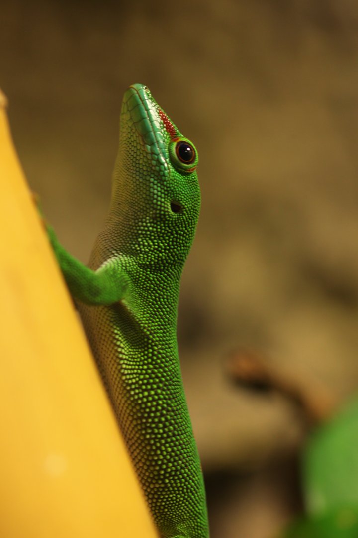 Greater Madagascar day gecko (Phelsuma grandis)