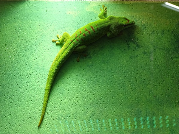 Greater Madagascar day gecko (Phelsuma grandis)