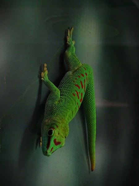 Greater Madagascar day gecko (Phelsuma grandis)