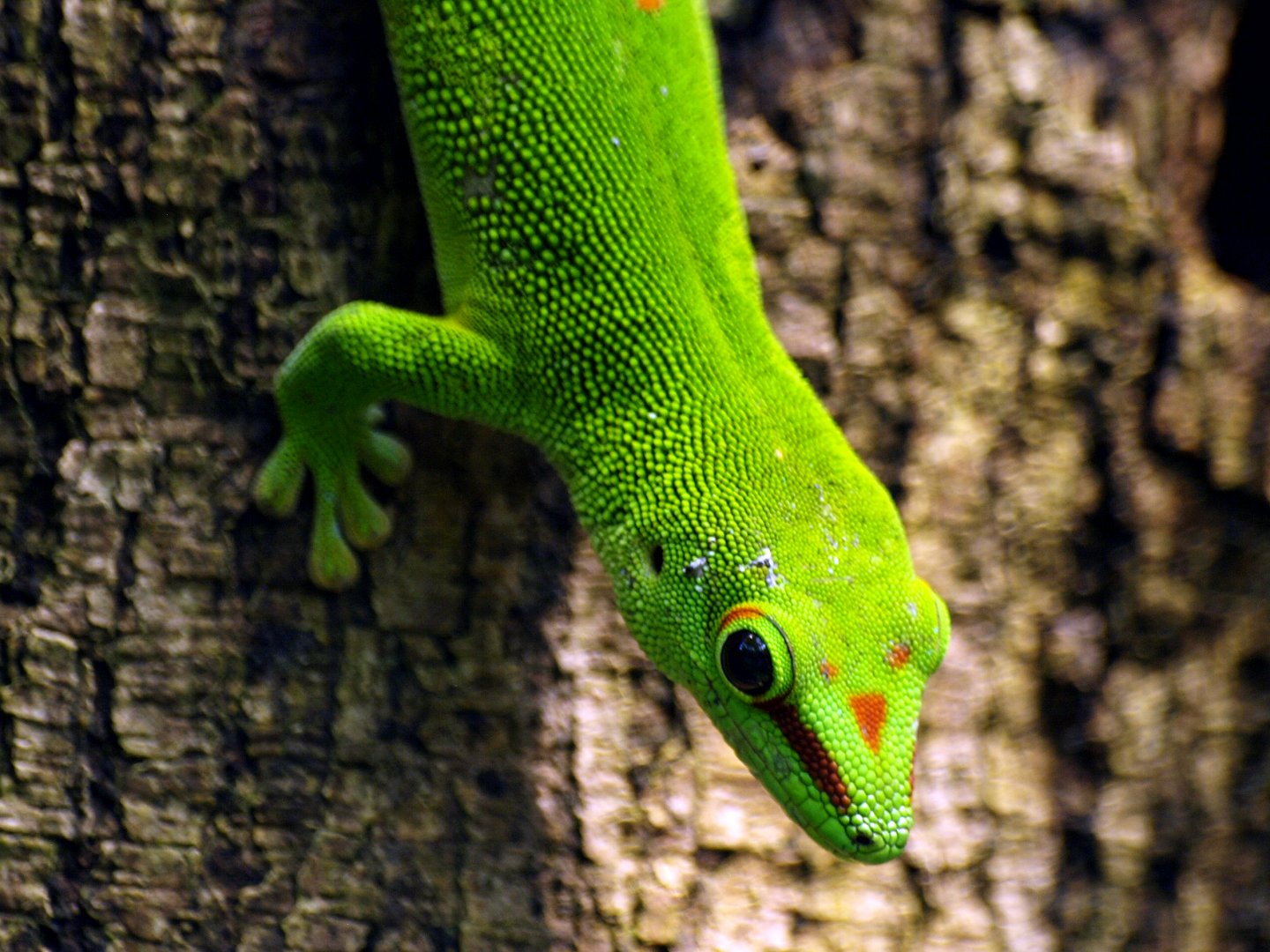 Greater Madagascar day gecko