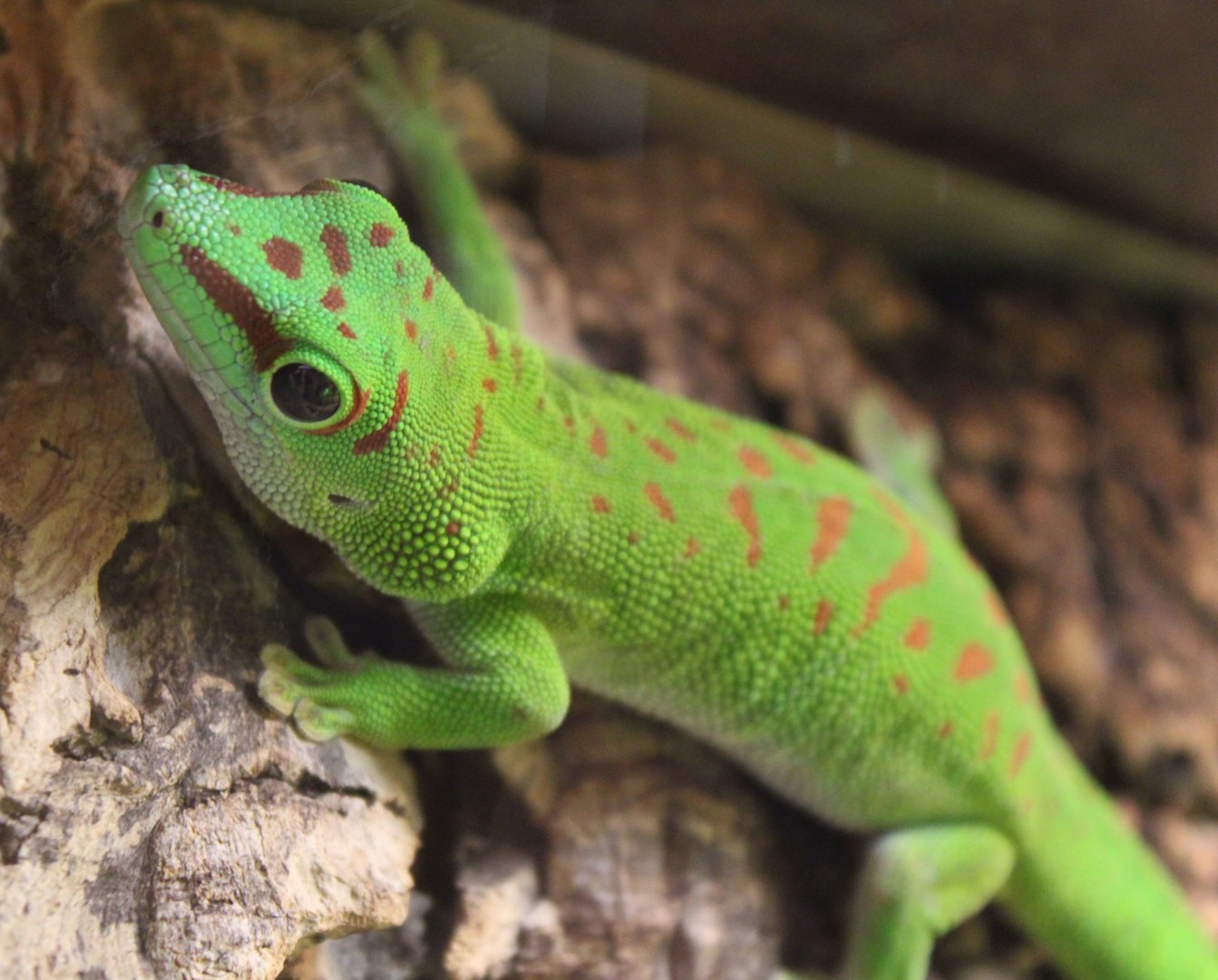 Greater Madagascar day gecko