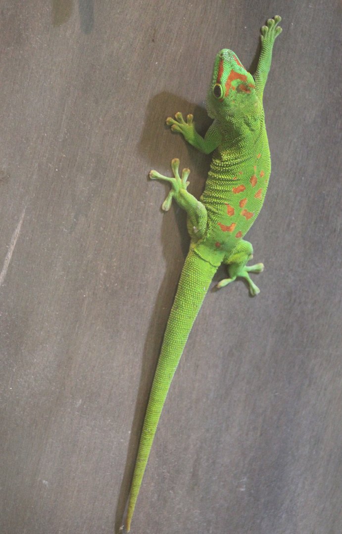 Greater Madagascar day gecko