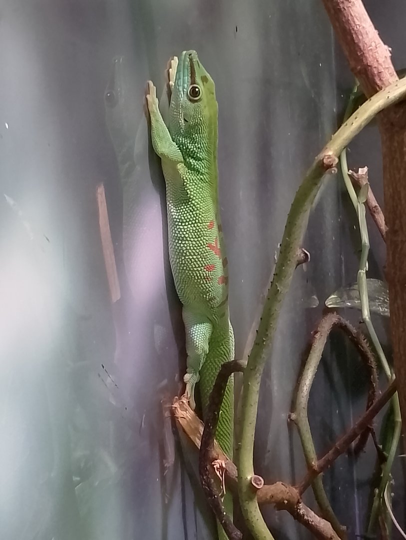 Greater Madagascar day gecko