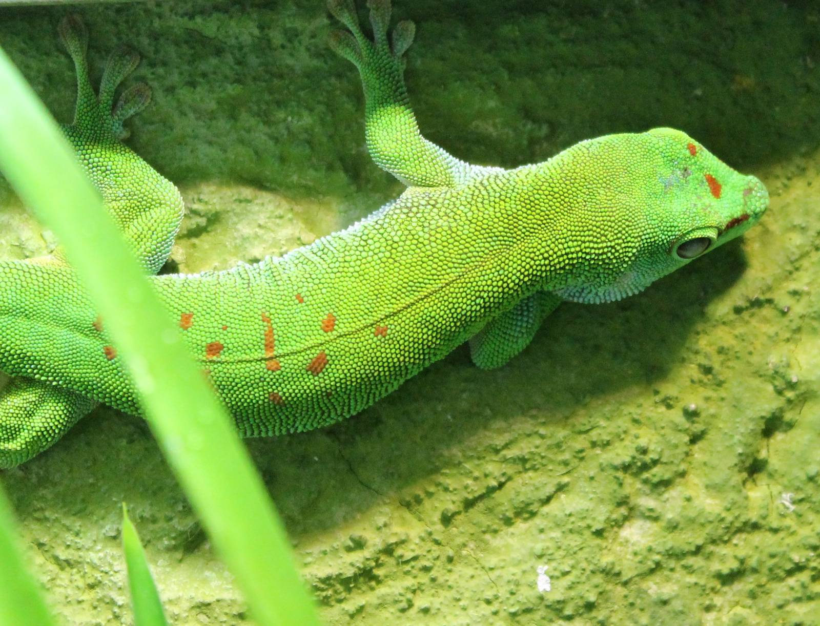 Greater Madagascar gecko