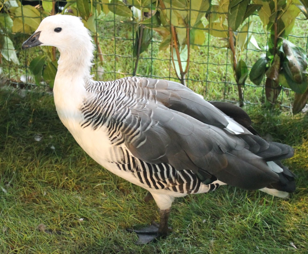 Greater Magellan goose