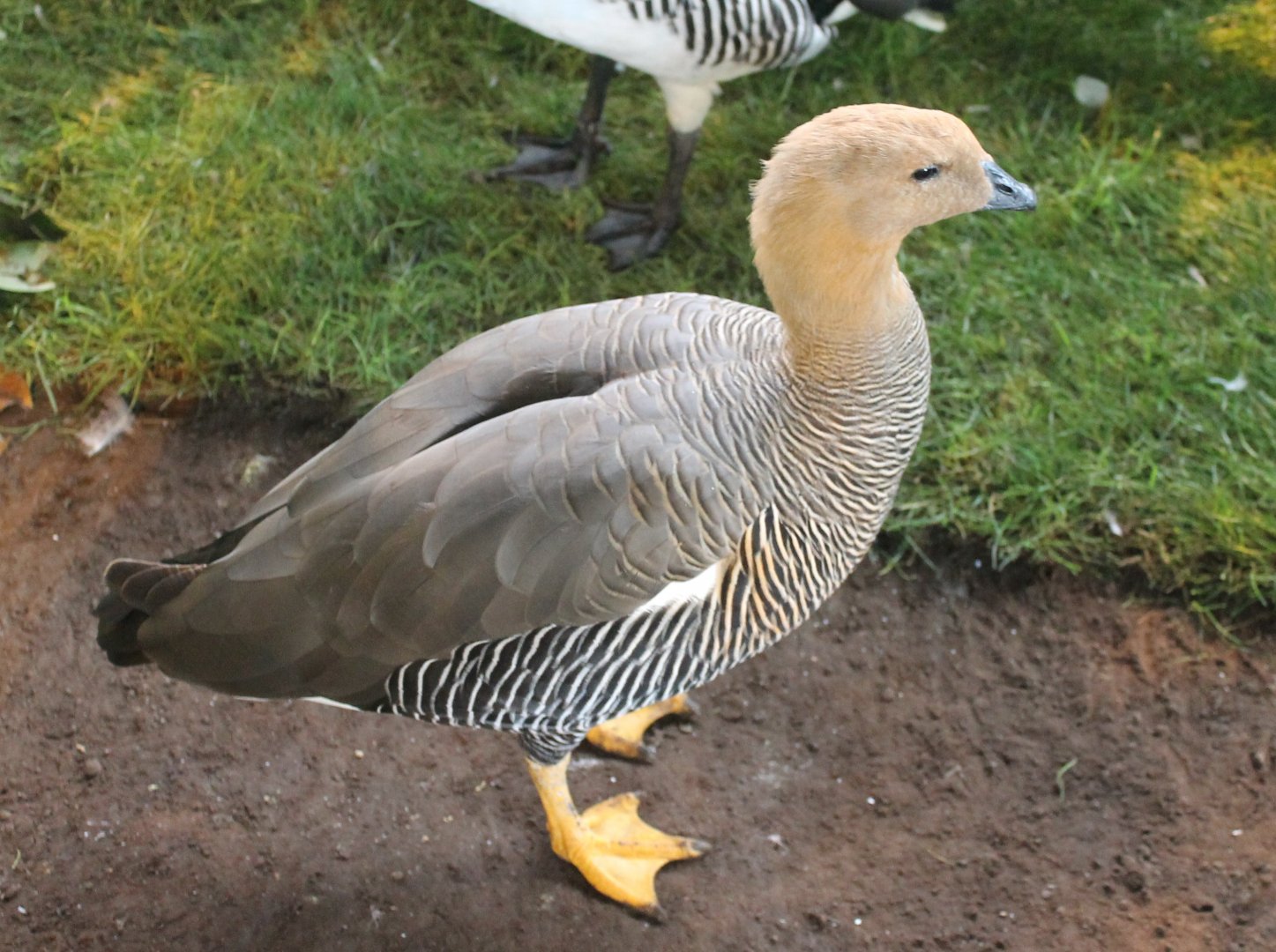 Greater Magellan goose
