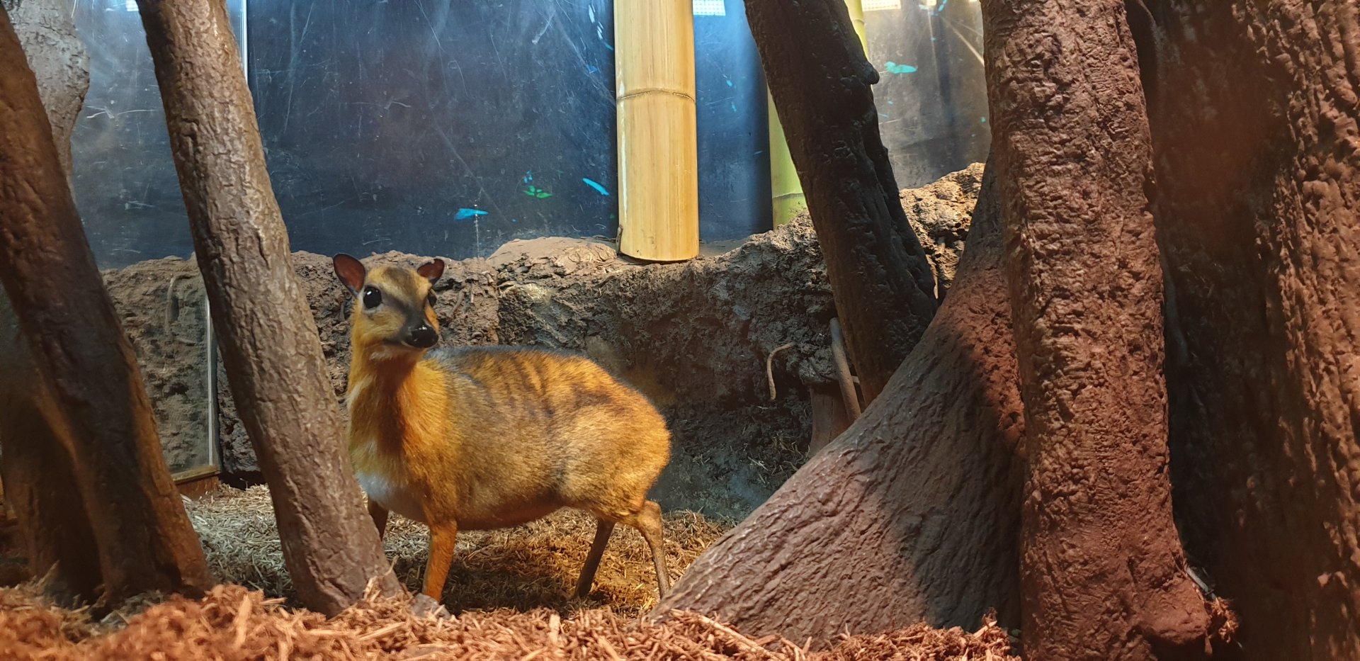 Greater Malay chevrotain aka Napu, Jungle world
