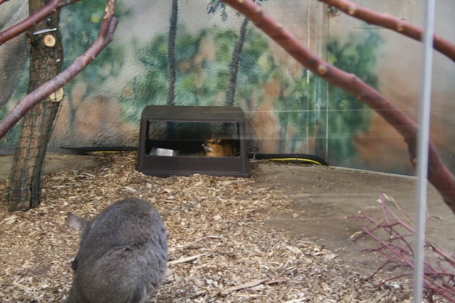 Greater Malay Chevrotain and Bennet's Wallaby