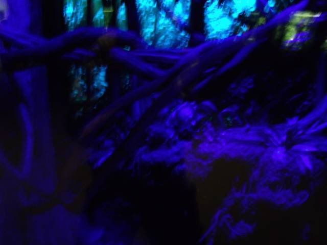 Greater Malay Chevrotain/Red Slender Loris Exhibit