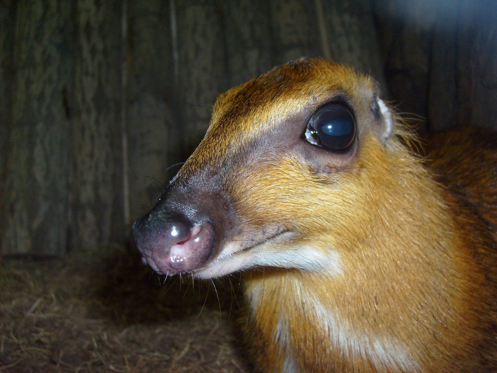 Greater malay chevrotain/Tragulus napu