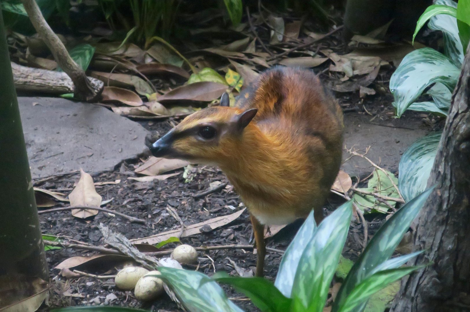 Greater Malay Chevrotain (Tragulus napu)