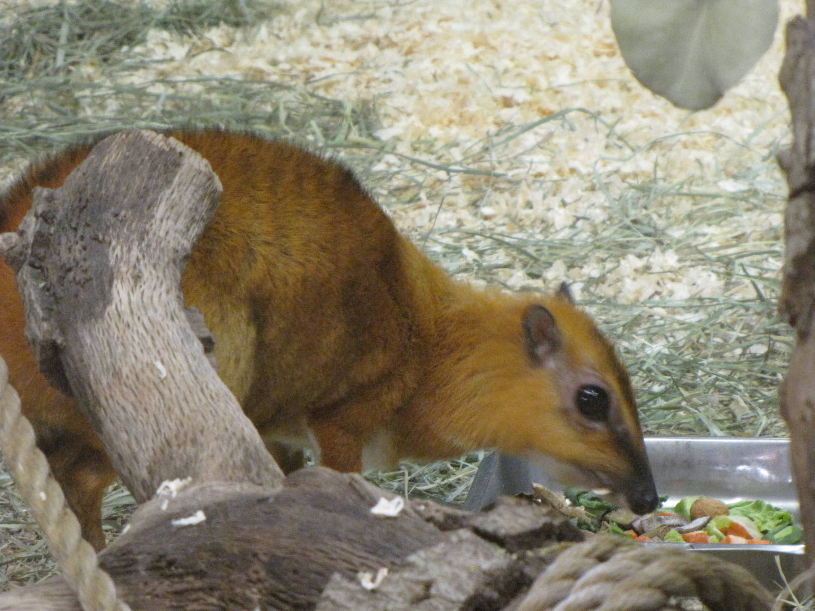Greater Malay Chevrotain