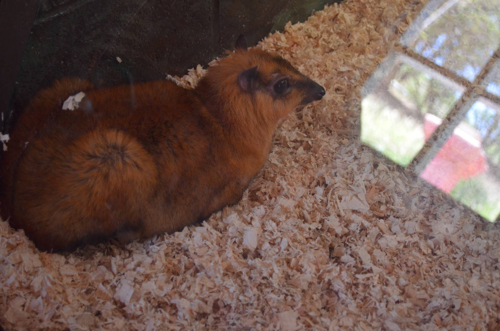 Greater Malay Chevrotain