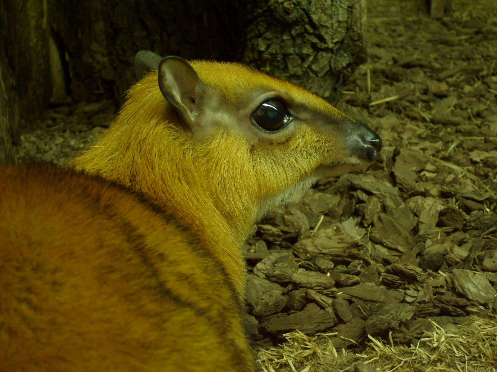 Greater malay chevrotain