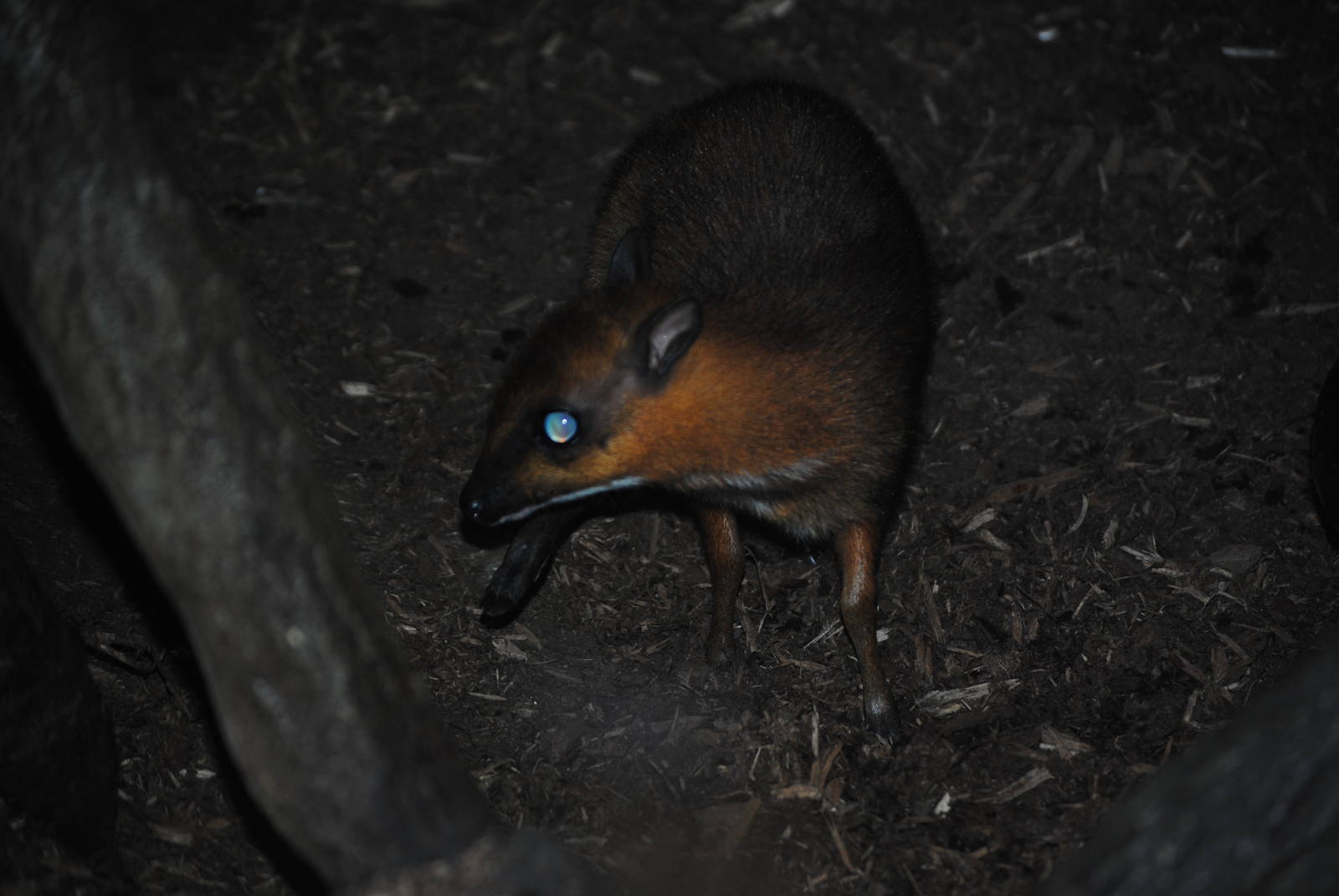 Greater Malay Chevrotain