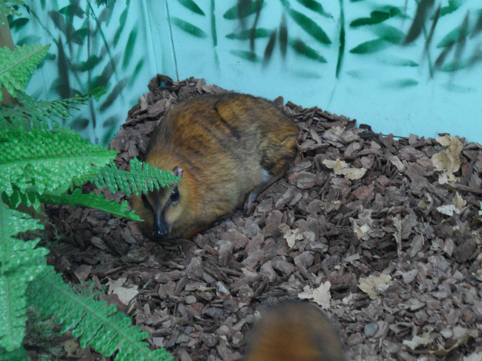 Greater malay chevrotain