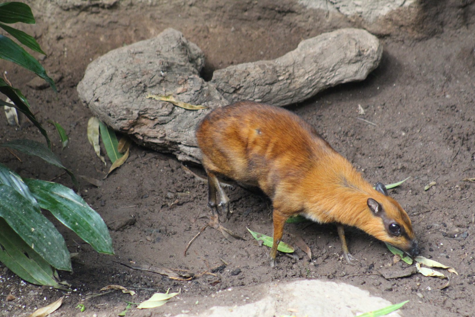 Greater Malay Chevrotain