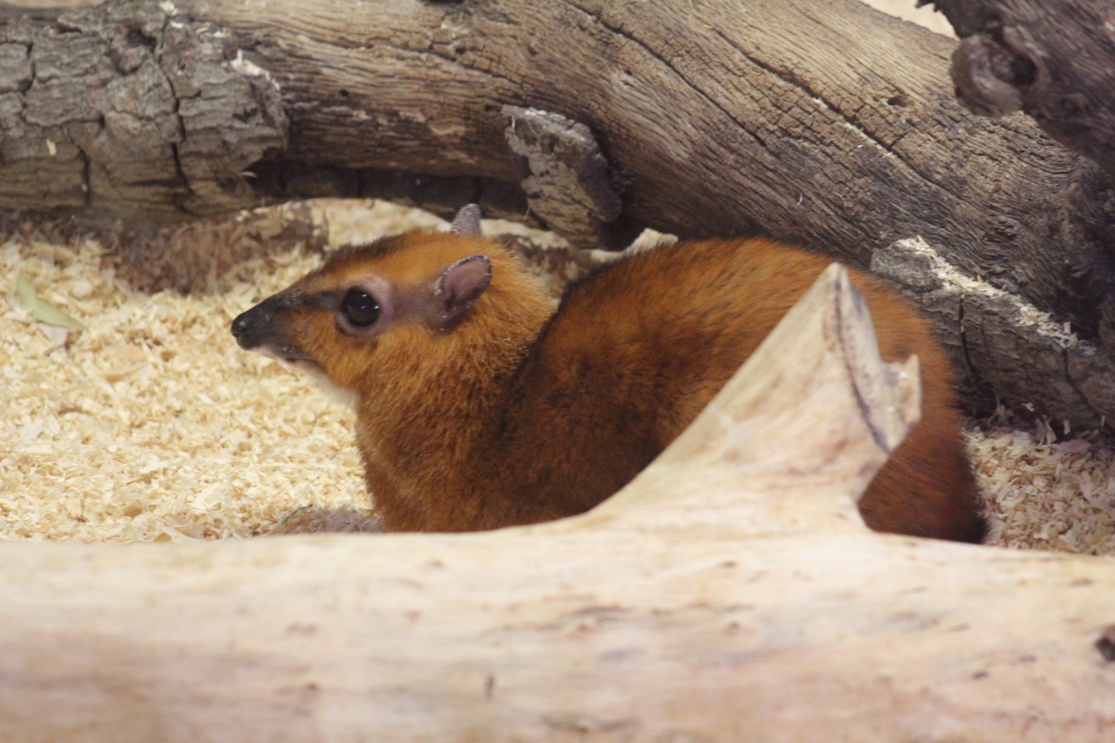 Greater Malay Chevrotain