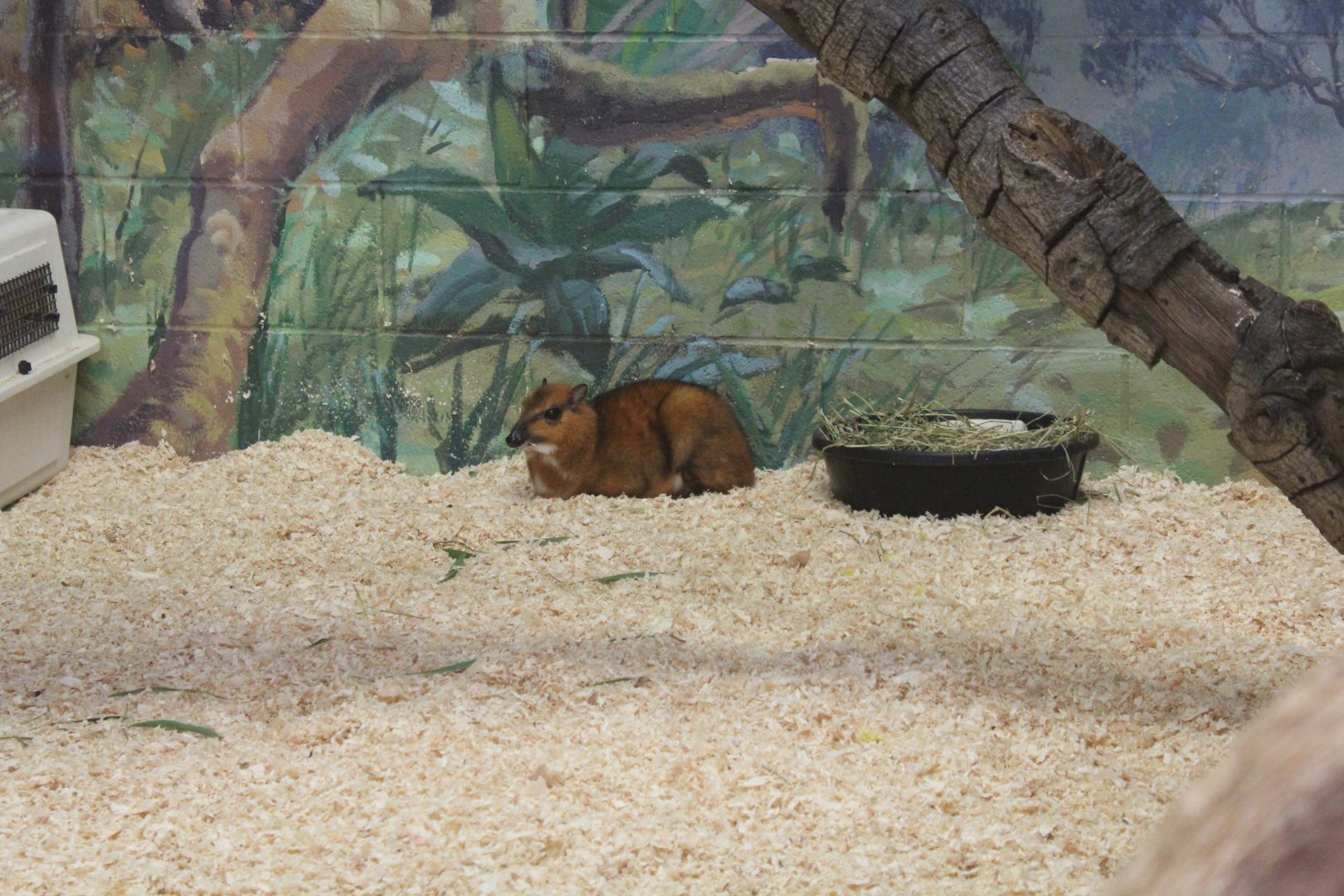 Greater Malay Chevrotain