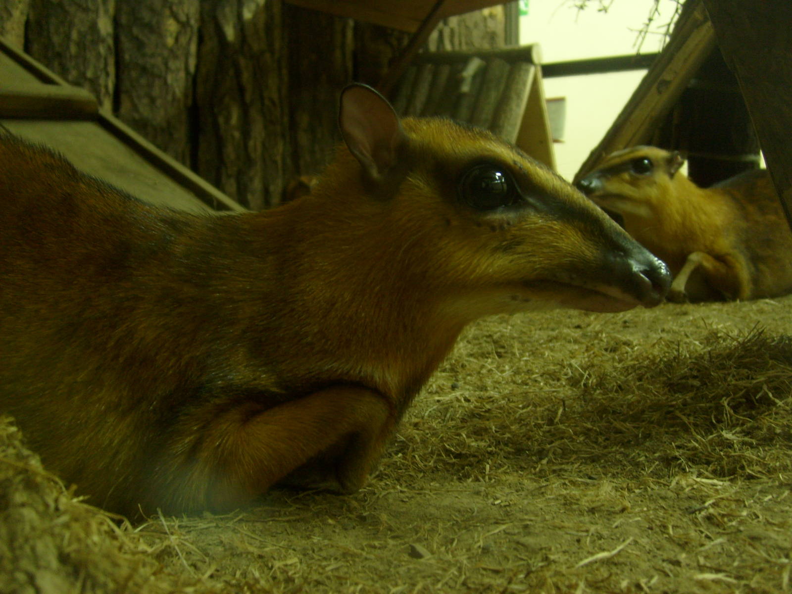 Greater malay chevrotains/Tragulus napu