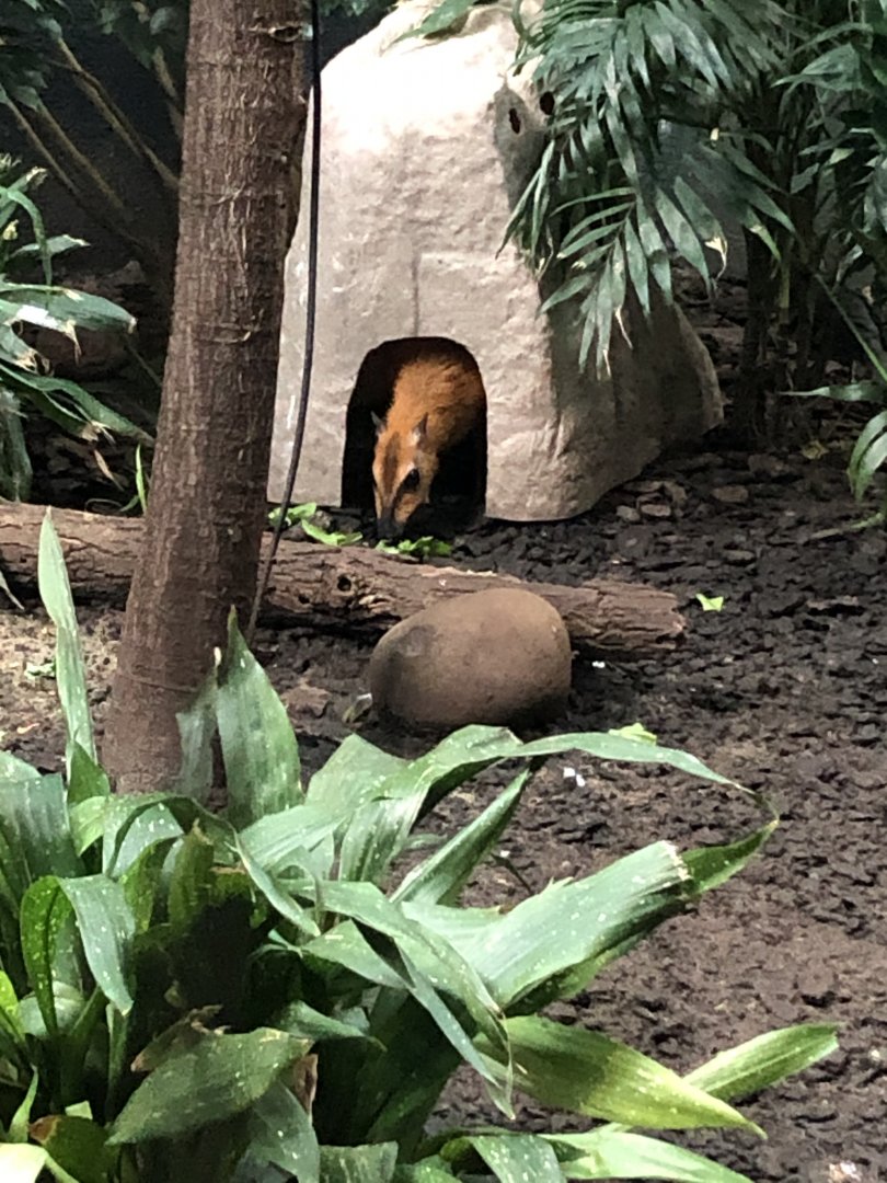 Greater Malayan Chervotain