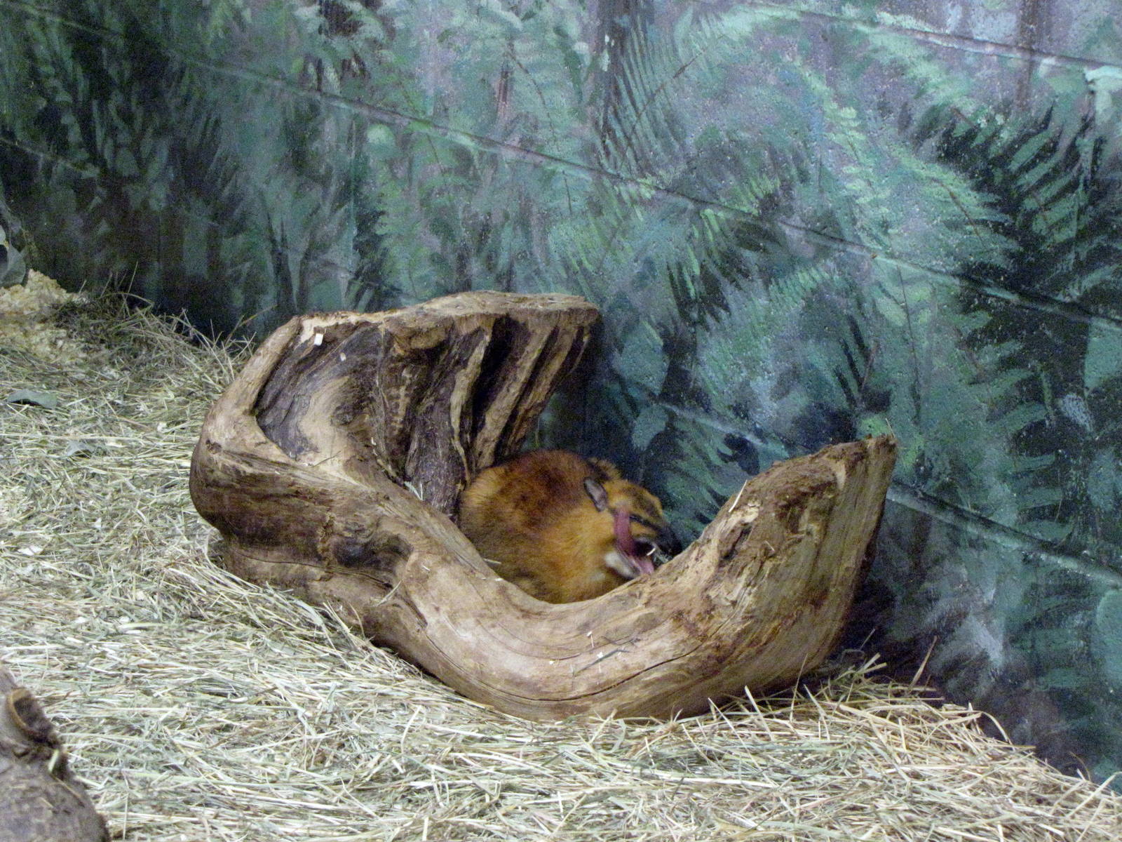 Greater Malayan Chevrotain - Children's Zoo