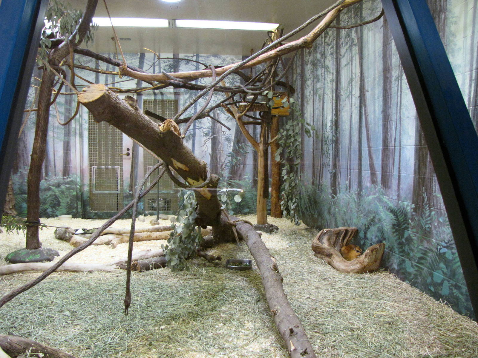 Greater Malayan Chevrotain/Slow Loris Exhibit - Children's Zoo