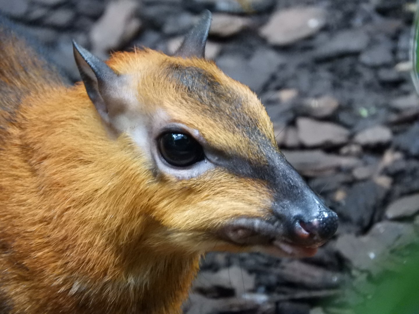 Greater Malayan Chevrotain (Tragulus napu)