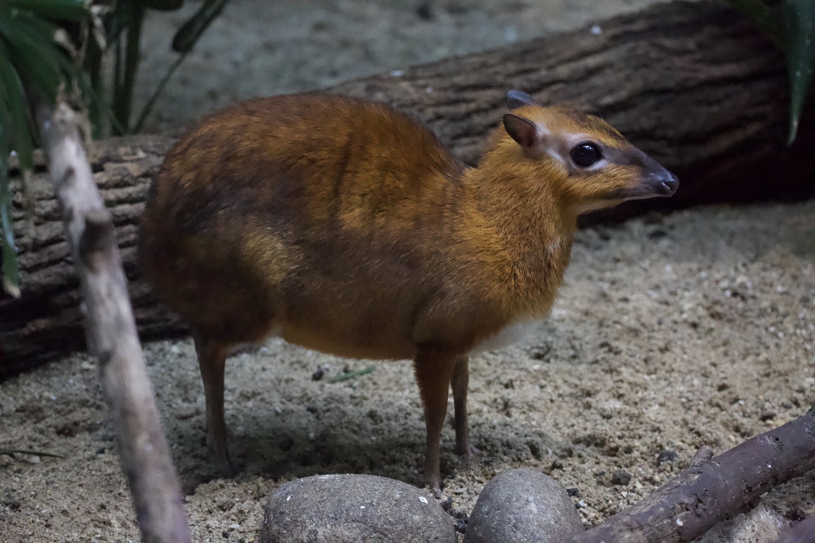 Greater Malayan Chevrotain/ Tragulus napu