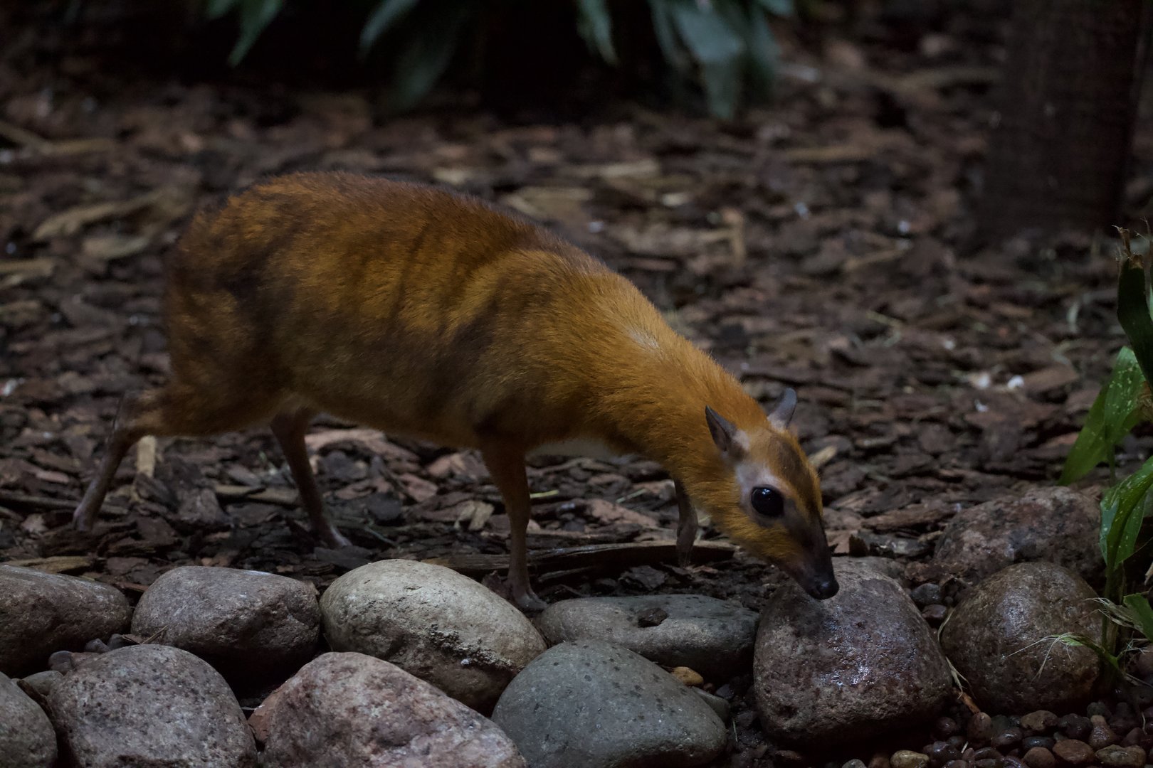 Greater Malayan Chevrotain/ Tragulus napu