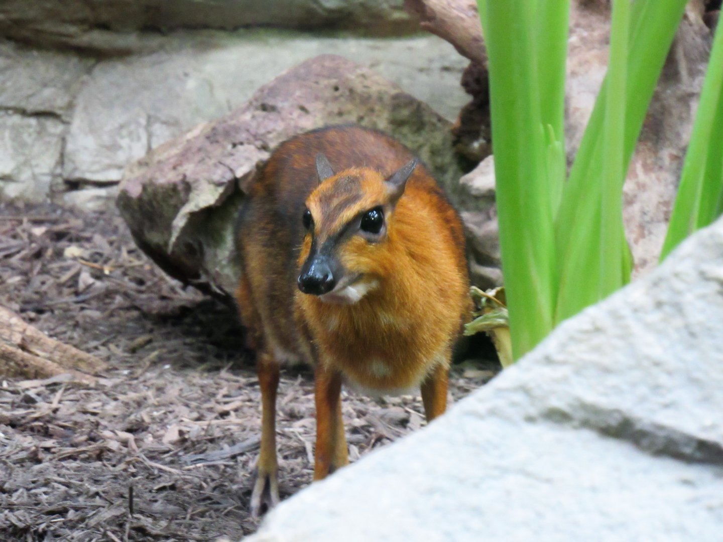 Greater Malayan Chevrotain