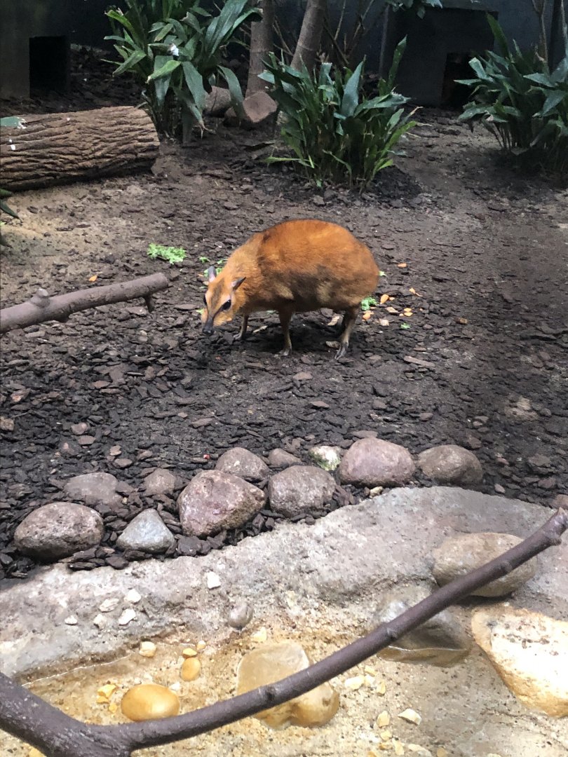 Greater Malayan Chevrotain