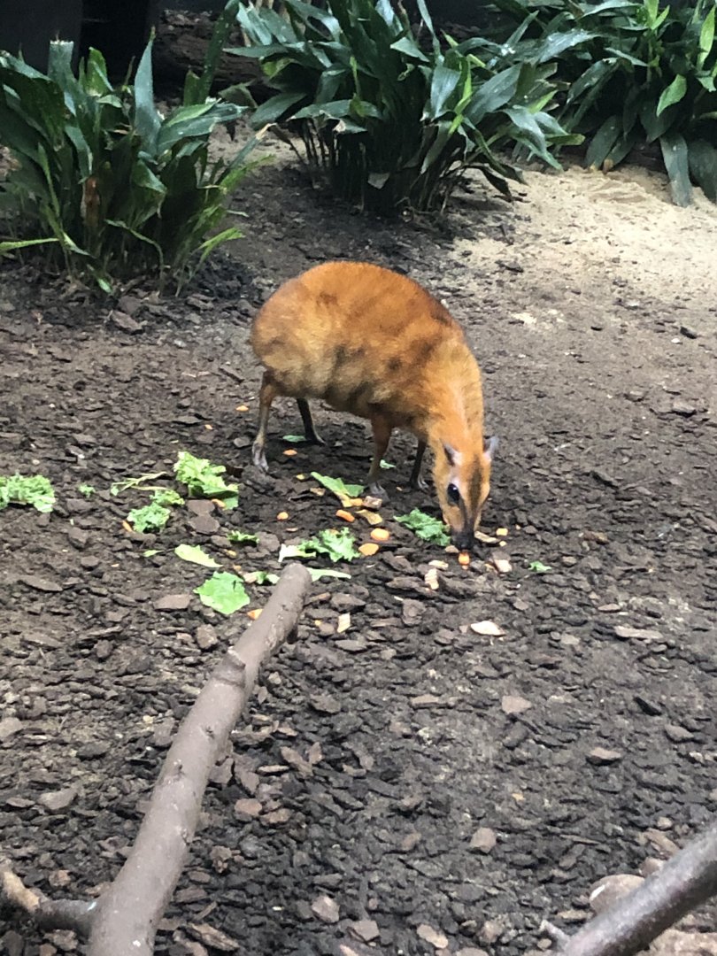 Greater Malayan Chevrotain