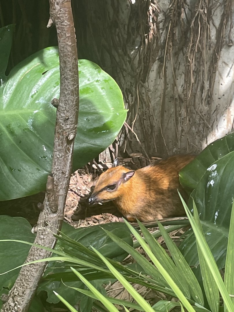 Greater Malayan Chevrotain