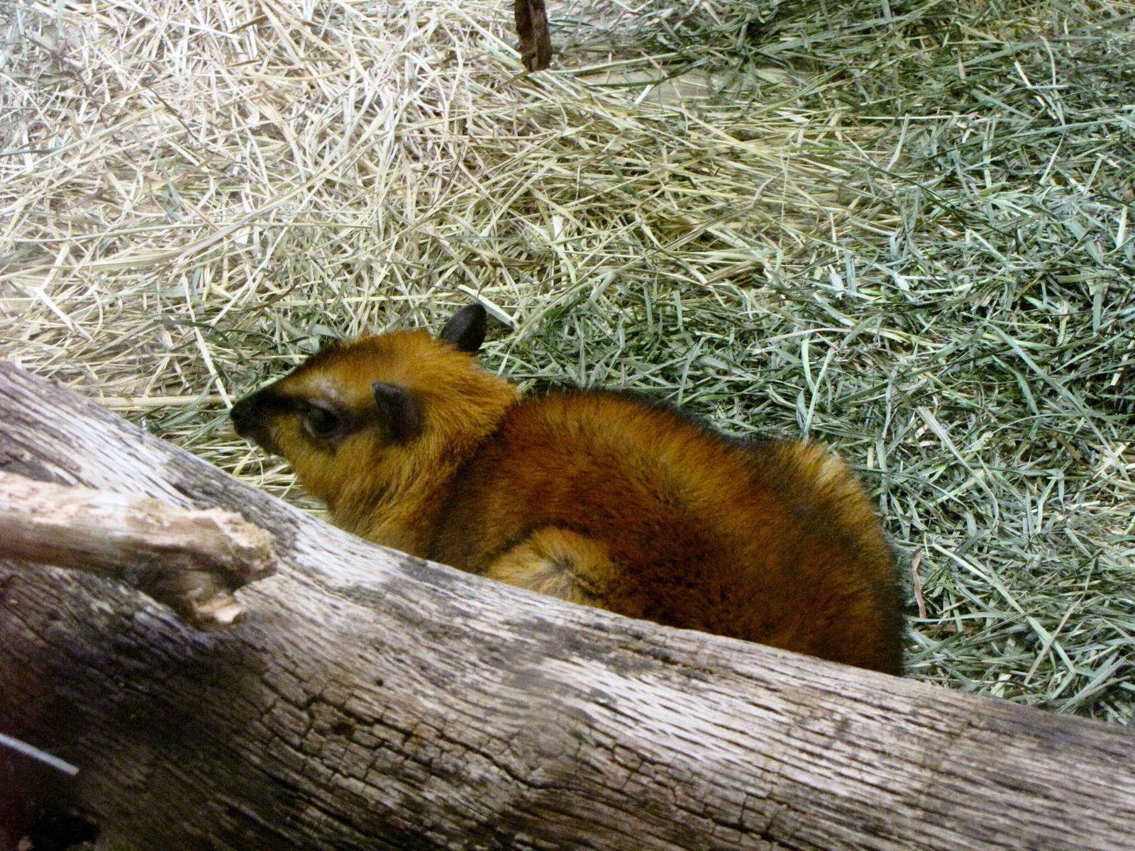 Greater Malayan Chevrotain