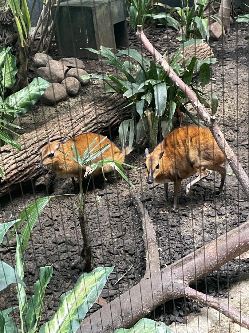 Greater Malayan Chevrotains (6/23/21)