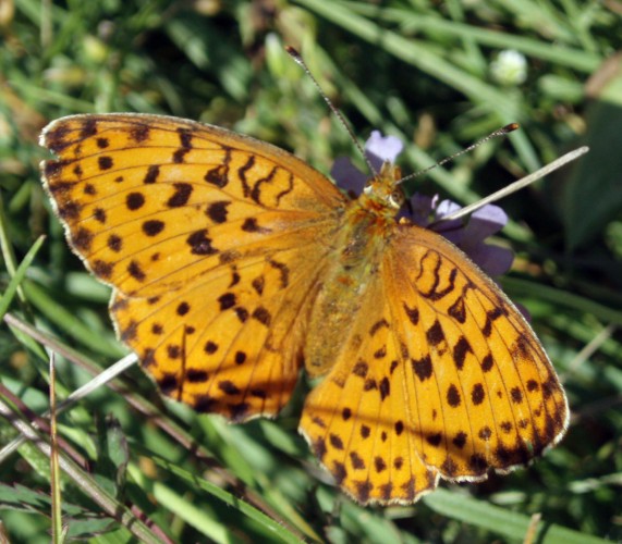 Greater Marbled Fritillary (Brenthis daphne)