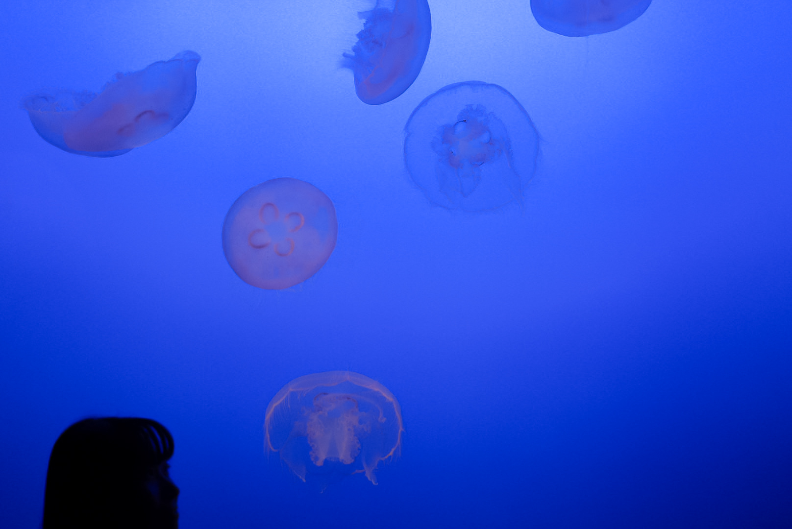 Greater Moon Jellies