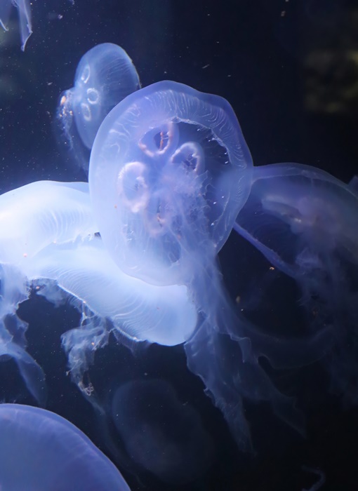 Greater moon jellyfish (Aurelia labiata)
