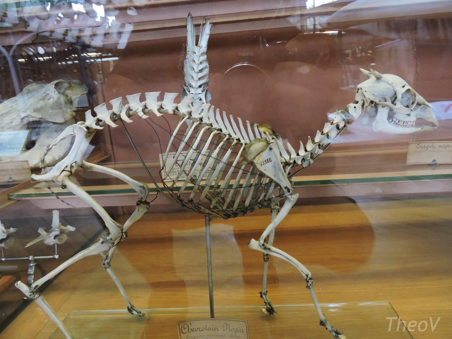 Greater mouse-deer [2015]