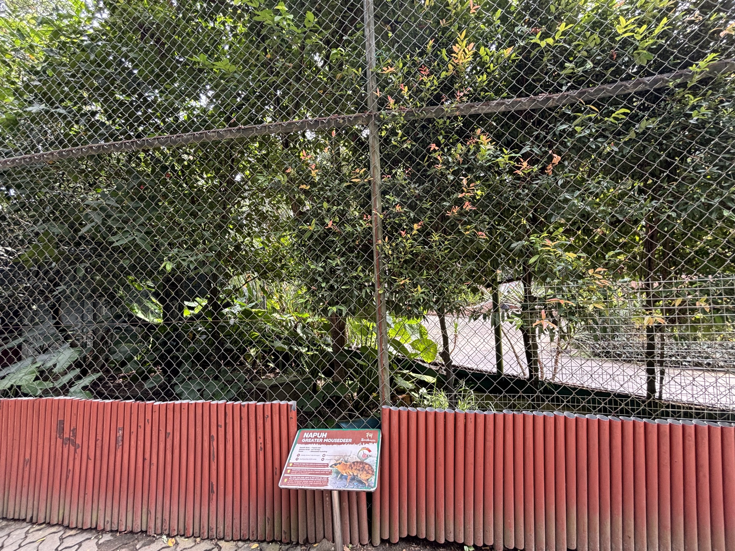 Greater Mouse-deer Exhibit