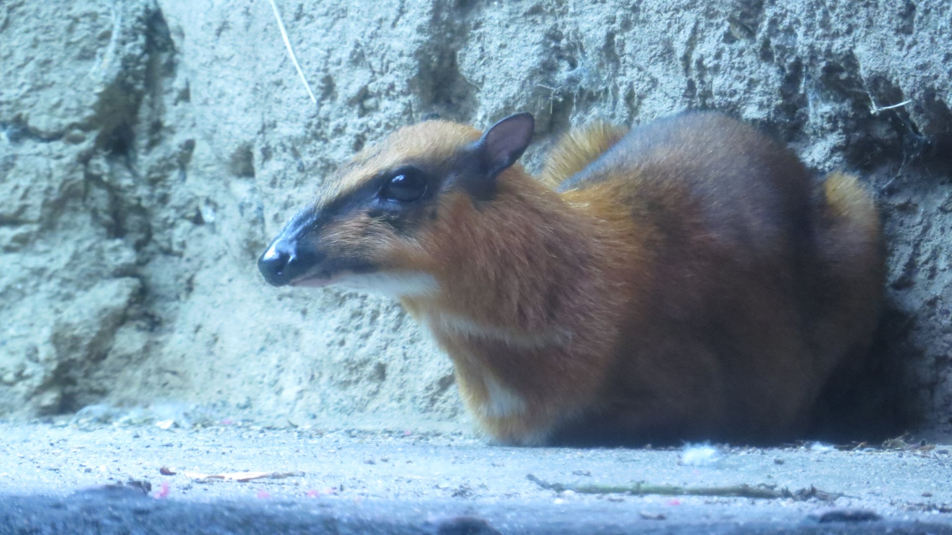 Greater Mouse Deer | Jungleworld | The Bronx Zoo