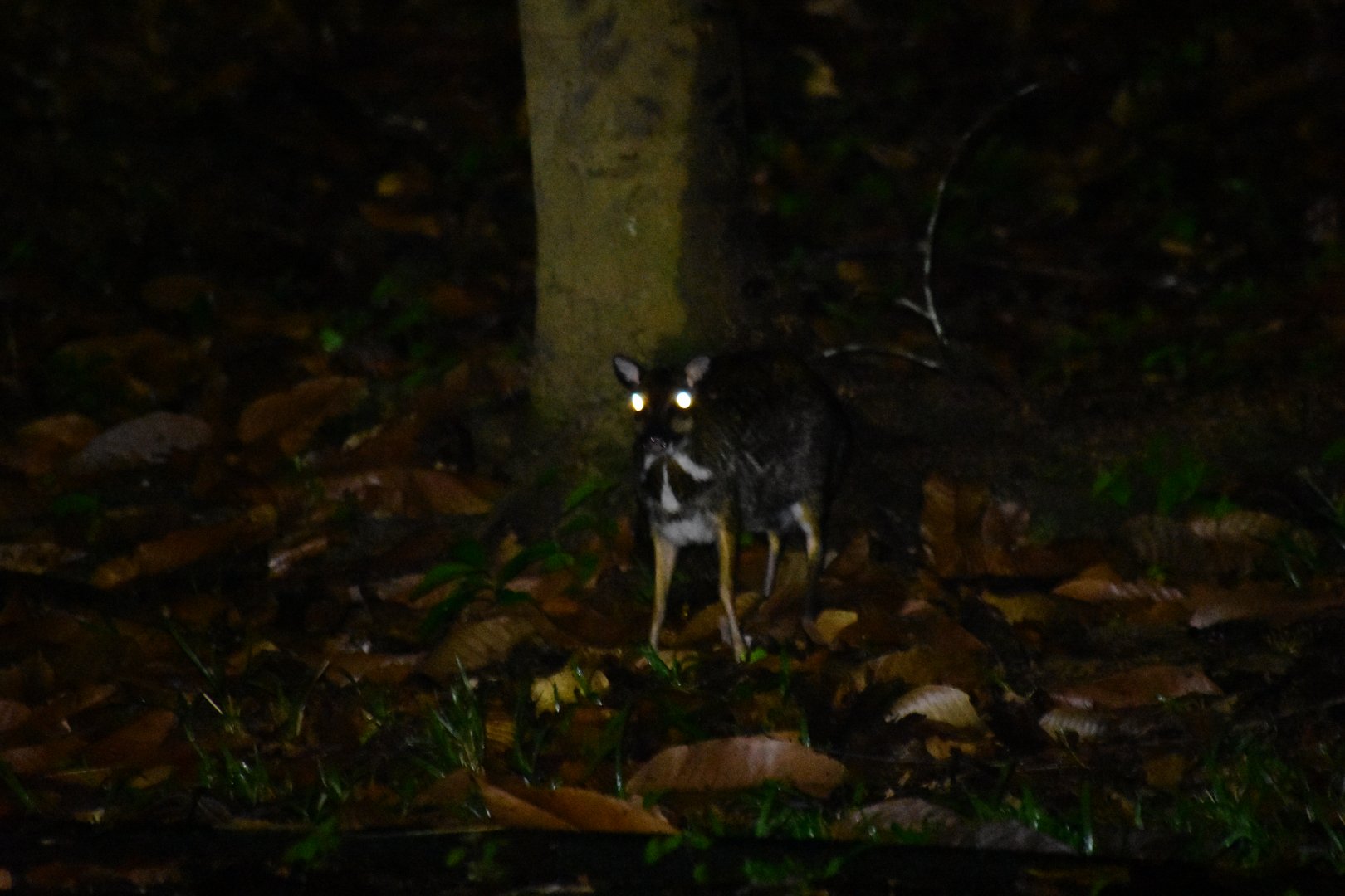 Greater mouse-deer? (Tragulus napu) - Danum Valley