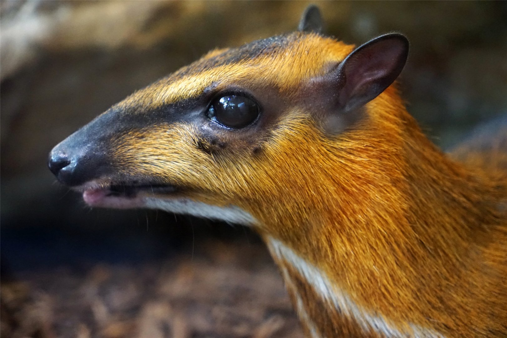 Greater Mouse-deer (Tragulus napu), May 2015