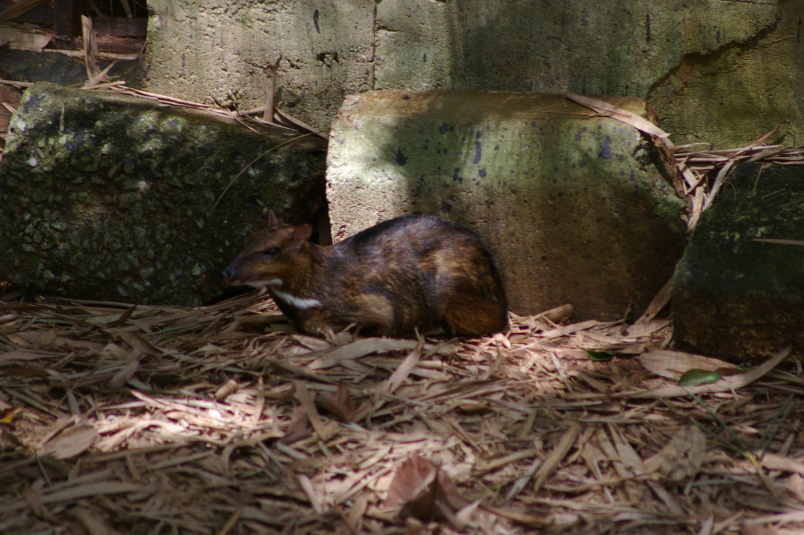 Greater mouse deer (Tragulus napu napu)