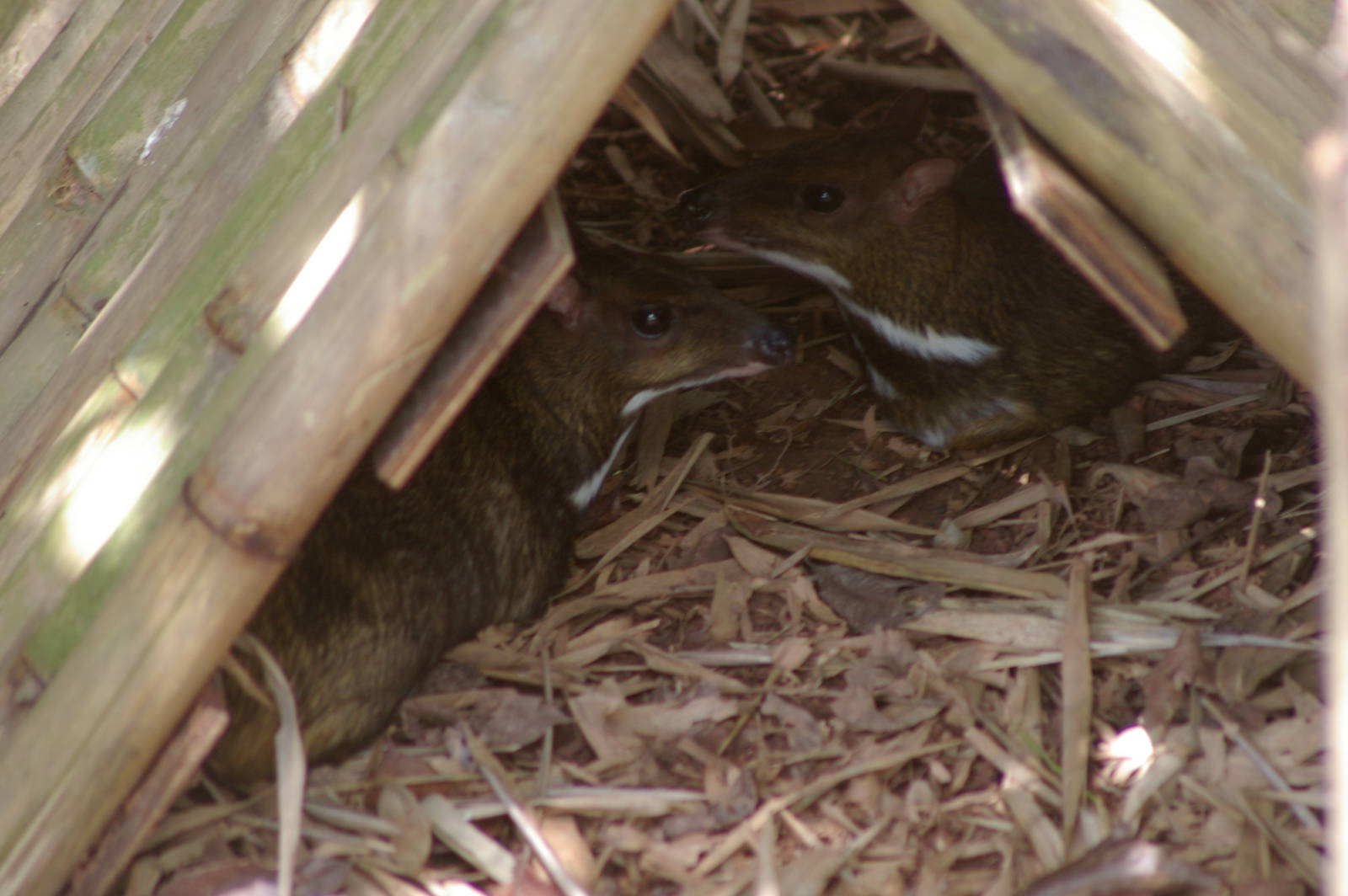 Greater mouse deer (Tragulus napu napu)