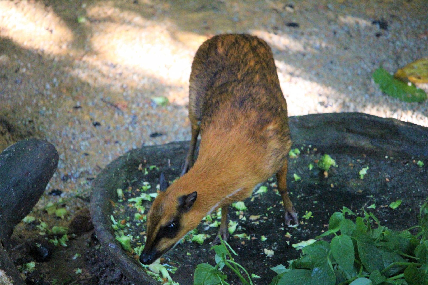 Greater Mouse-Deer (Tragulus napu rufulus)
