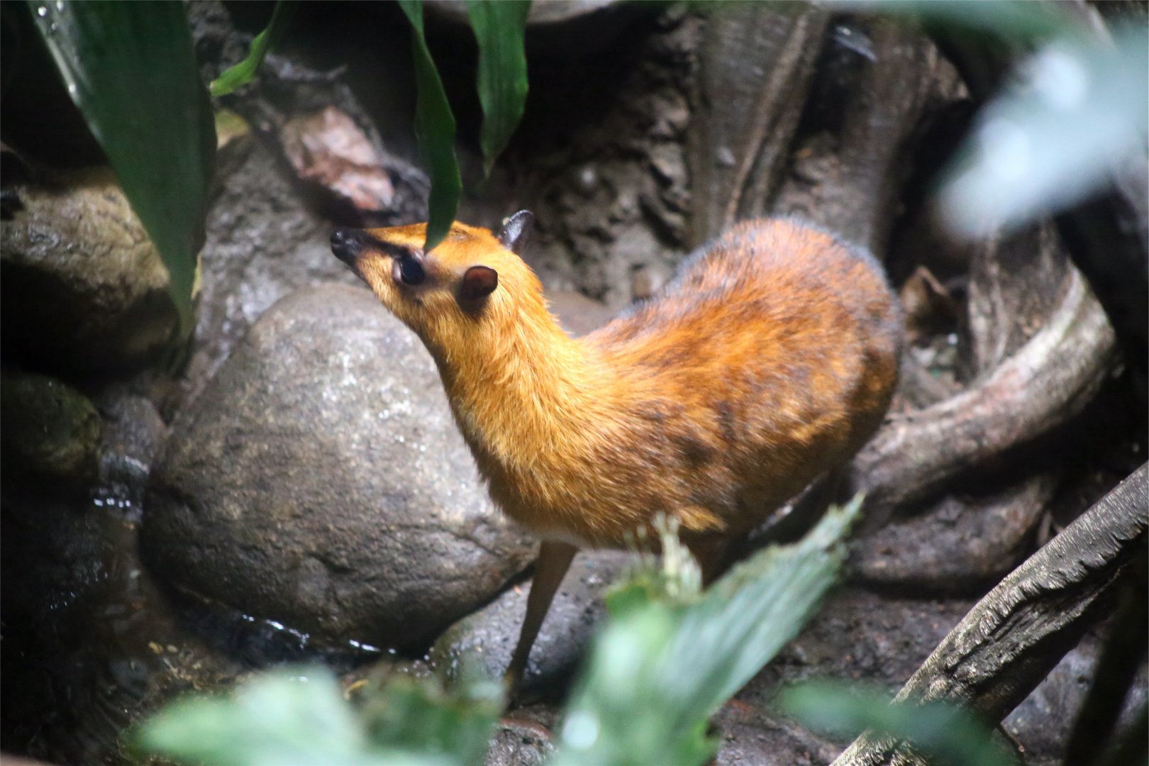 Greater mouse-deer (Tragulus napu)